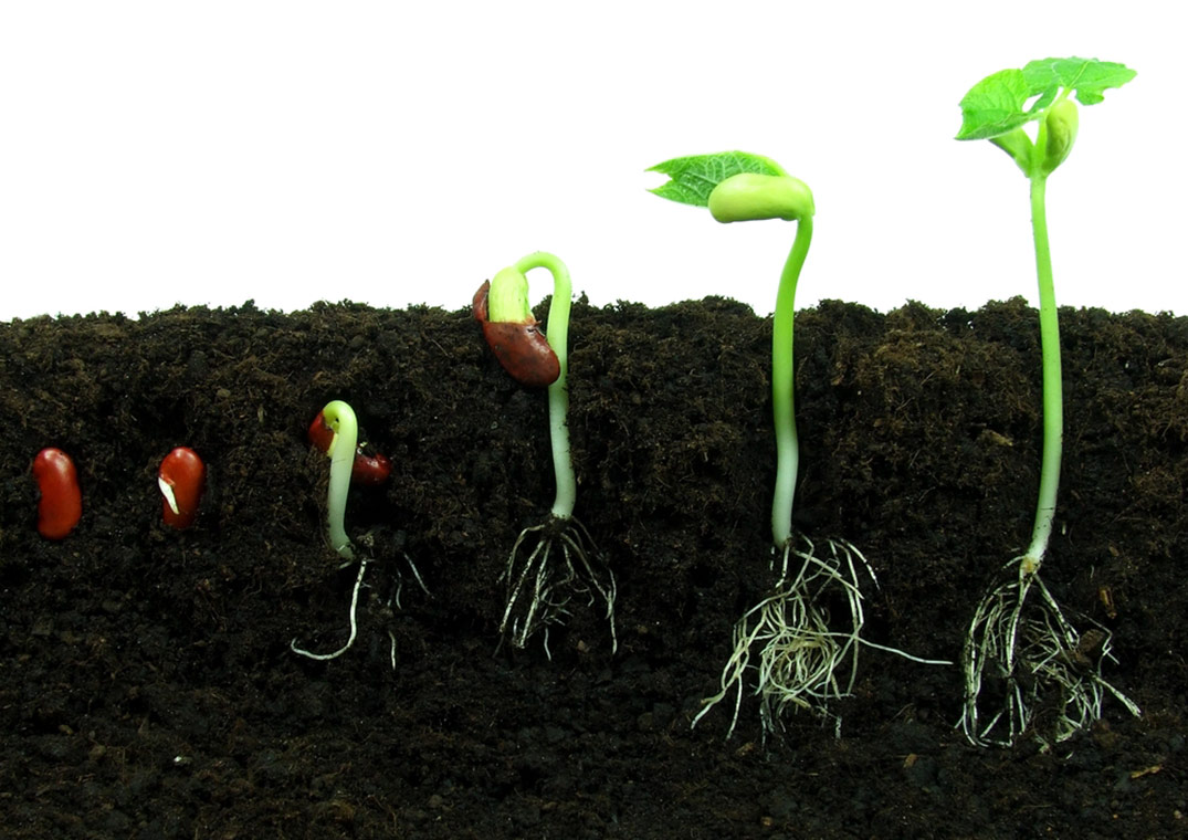 Unas semillas de frijol germinando
