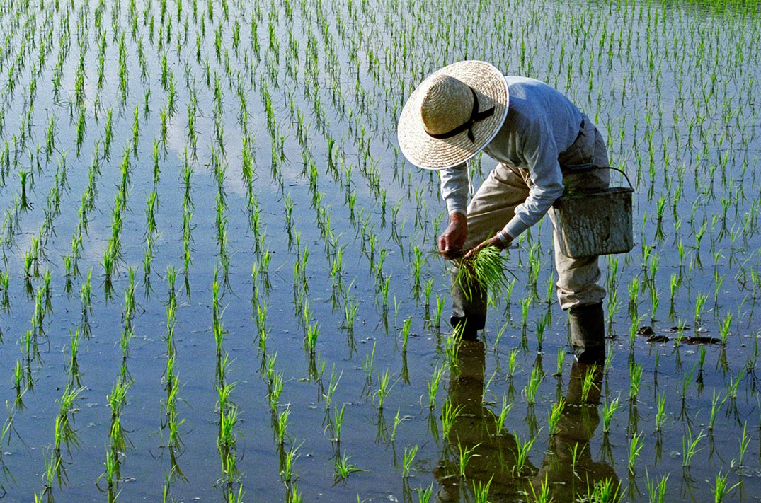 Una persona sembrando en un campo de arroz