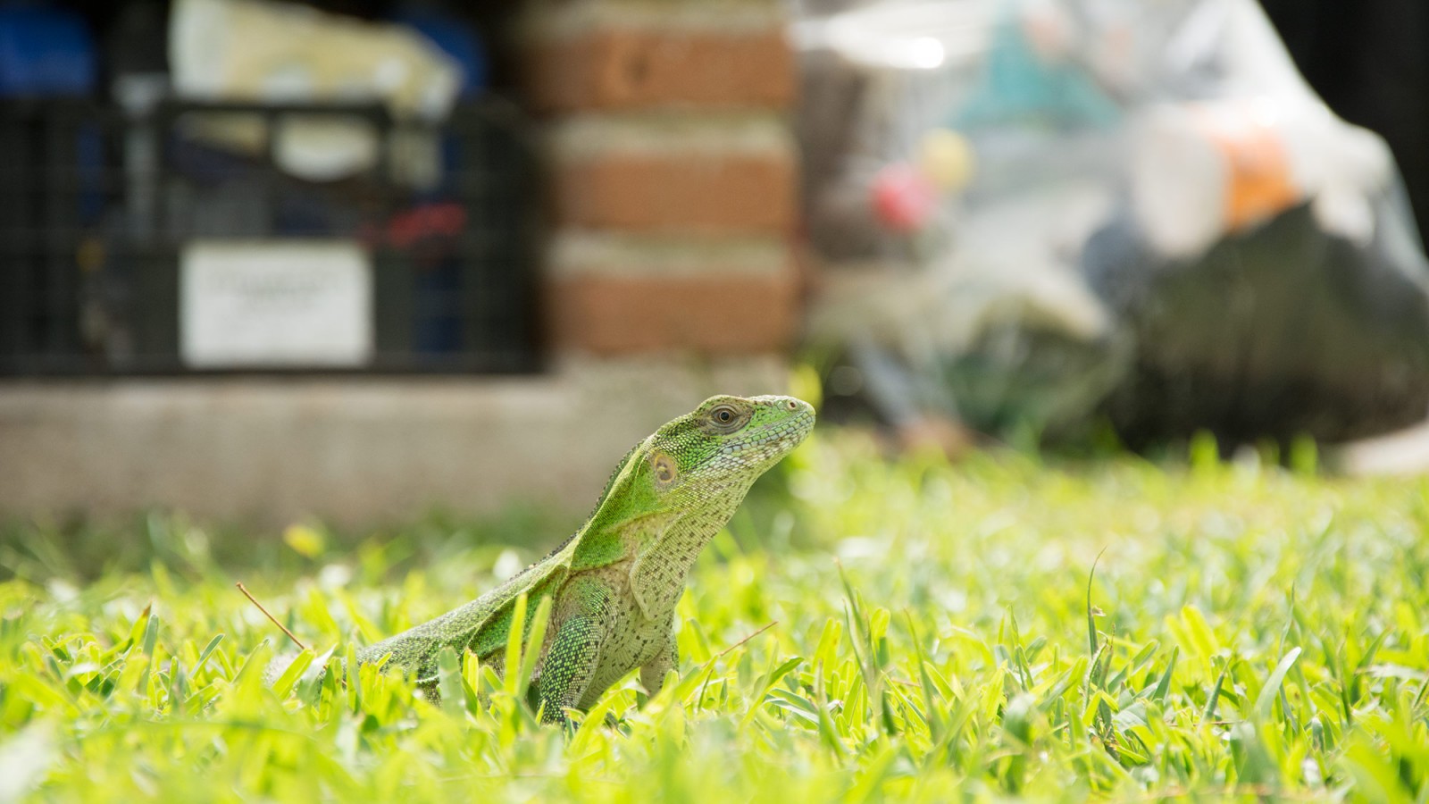 Iguana de cola espinosa