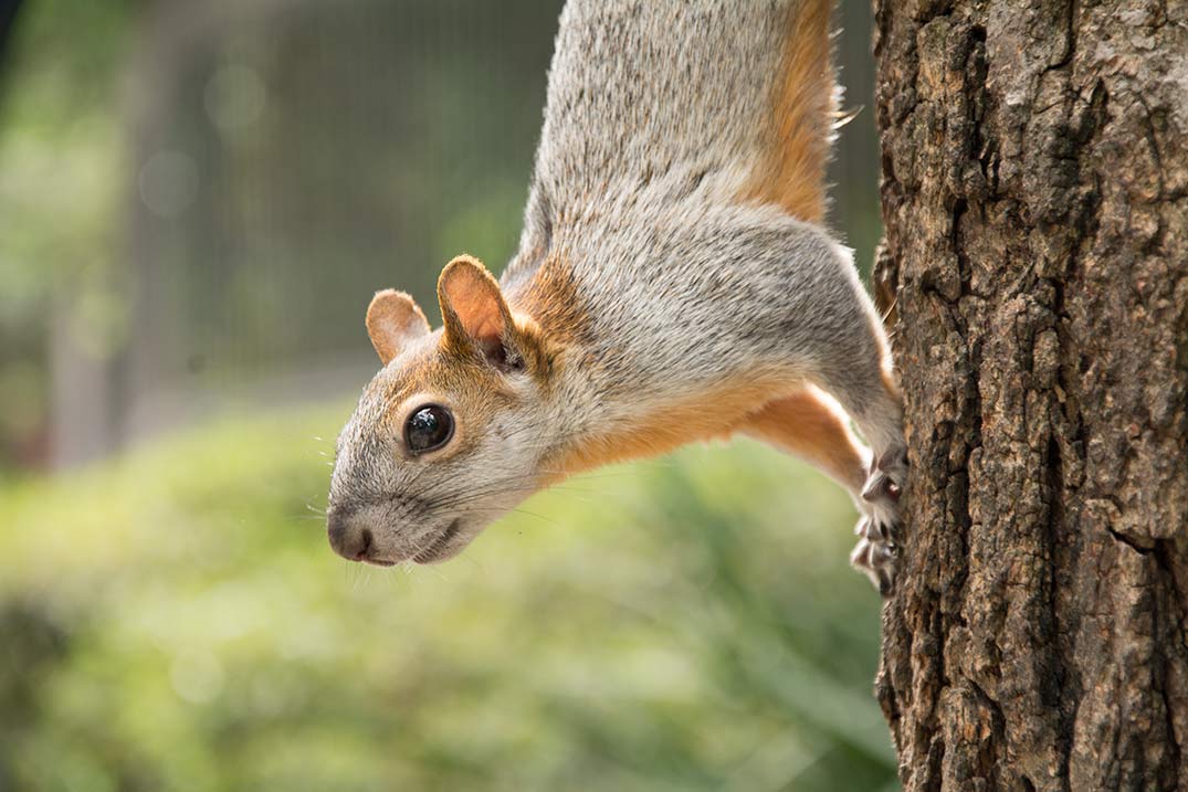 Una ardilla en el bosque de Chapultepec