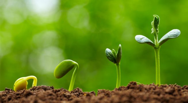 Semillas germinando en diferentes etapas